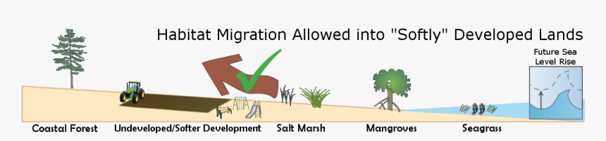 Estuarine Habitats Including Mangroves Seagrass Salt, HD Png Download
