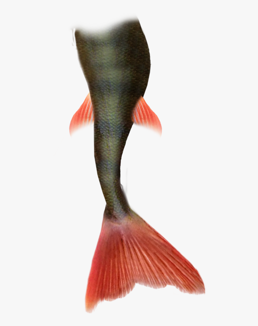 Mermaid Tail Png Pic - Mermaid Tail White Background, Transparent Png