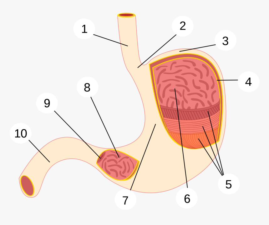 File - Estómago - Svg - Estomago Partes Sin Nombre, HD Png Download