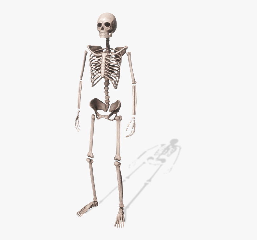 Skeleton, HD Png Download