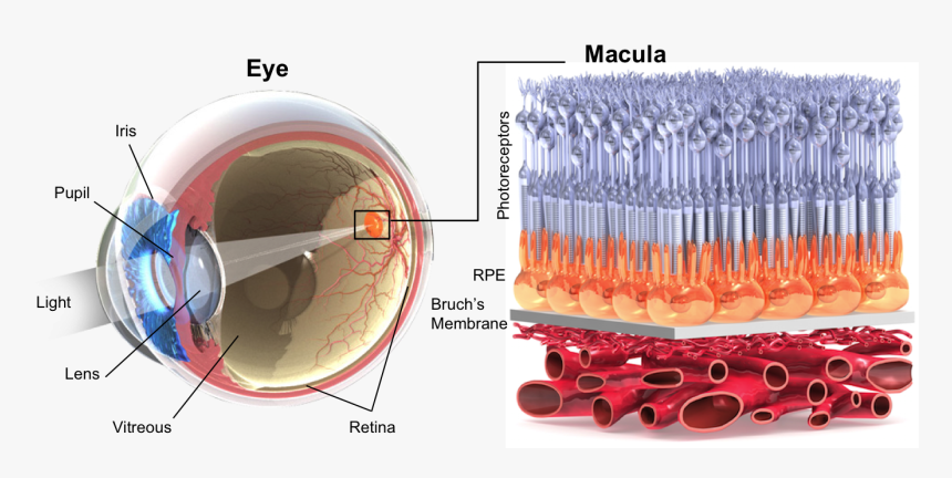 Eye Amd, HD Png Download
