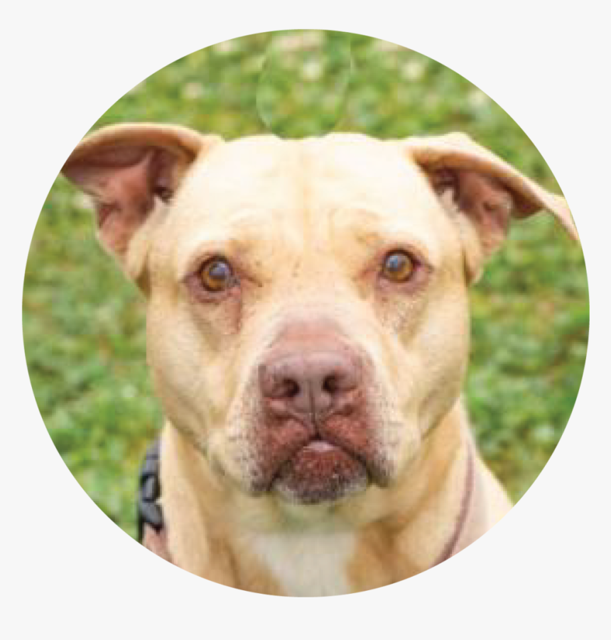 Princess-02 - American Pit Bull Terrier, HD Png Download