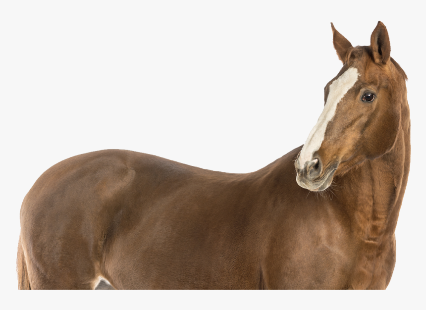 Domestic Animals Images Hd, HD Png Download