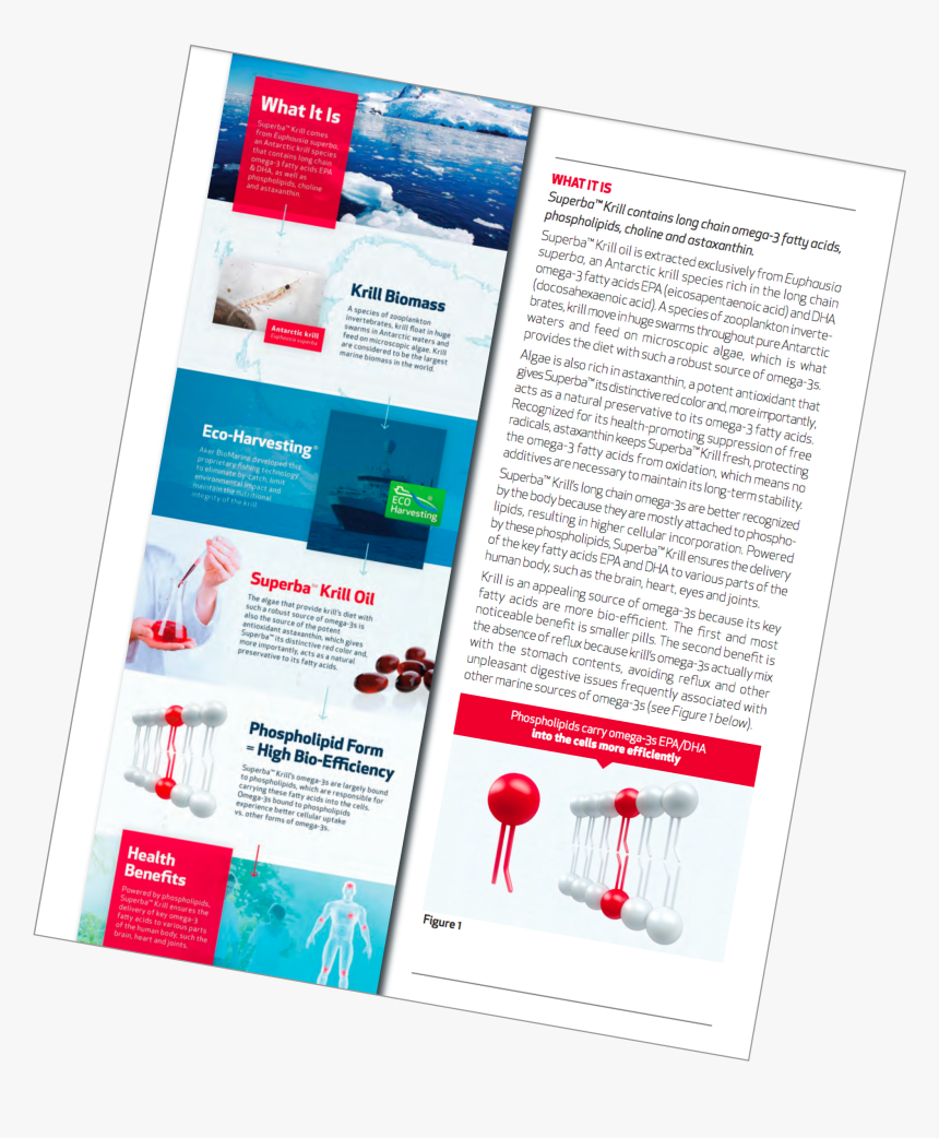 Flyer, HD Png Download