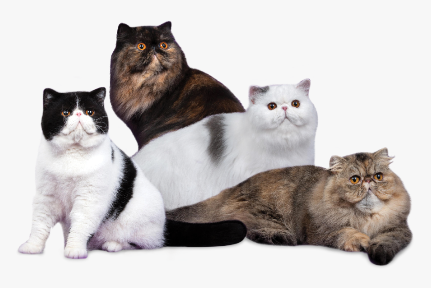 Domestic Short-haired Cat, HD Png Download