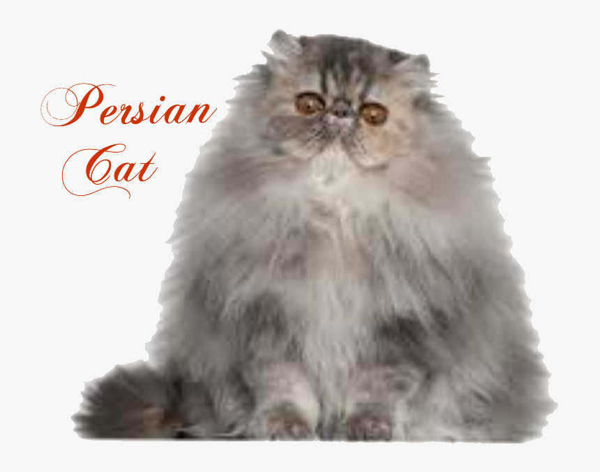 Transparent Persian Cat Png - Persian Himalayan Cat, Png Download