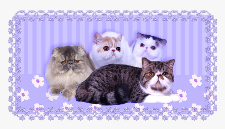 Domestic Short-haired Cat, HD Png Download