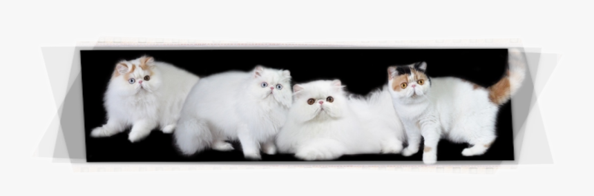 Asian Semi-longhair, HD Png Download