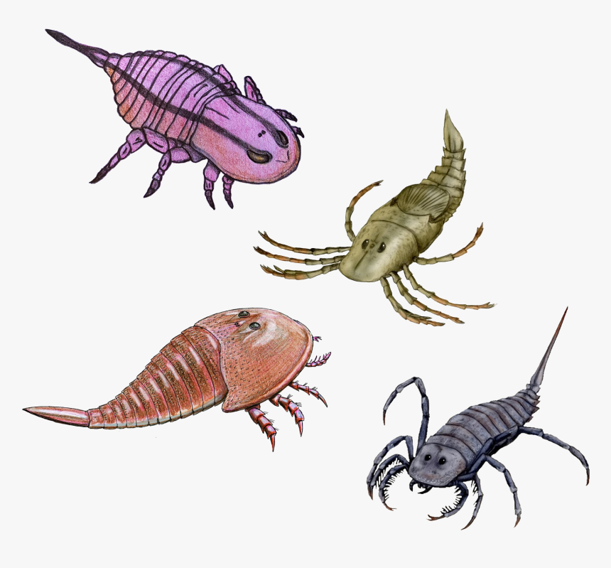 File - Stylonurina - Eurypterid Animals, HD Png Download