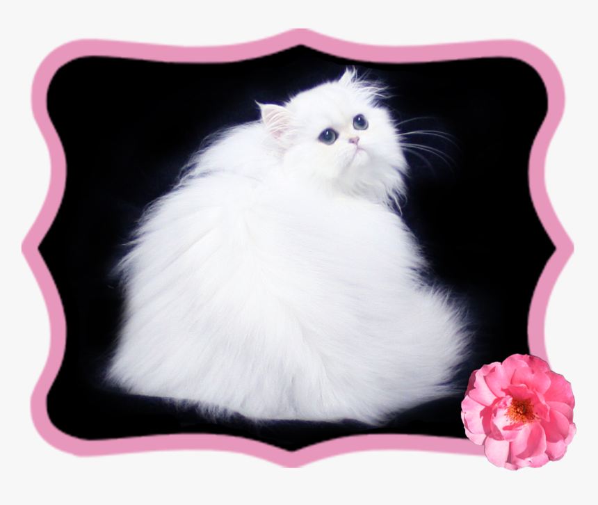 Domestic Long-haired Cat, HD Png Download