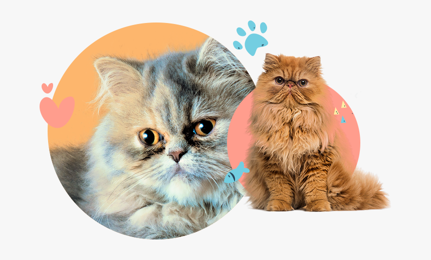 Persian Flat Faced Cats, HD Png Download