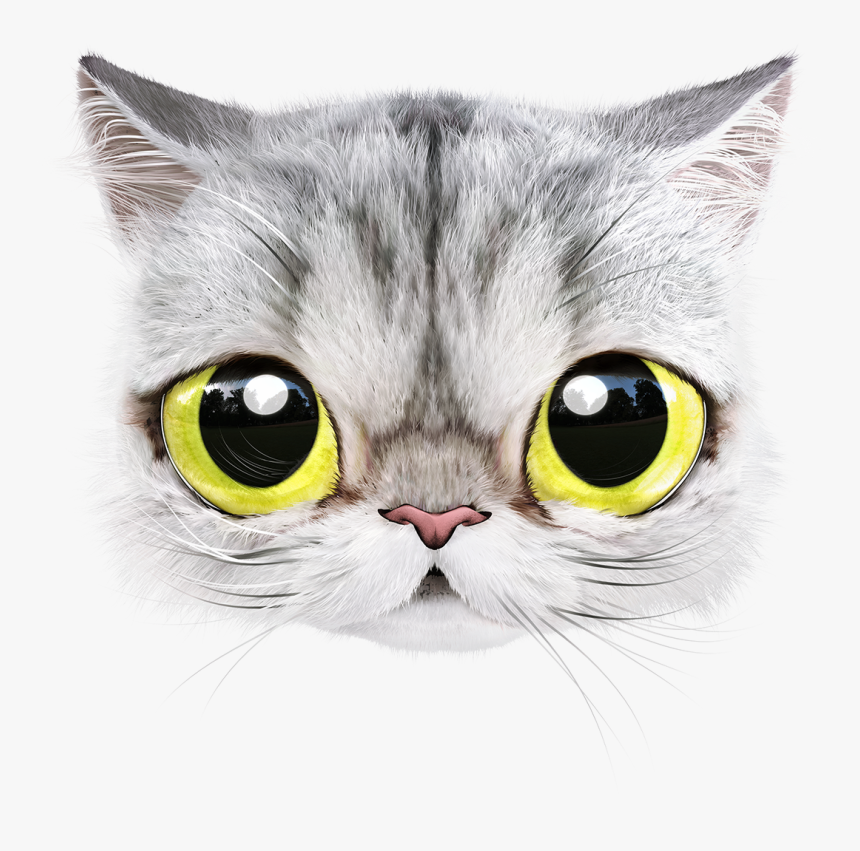 British Shorthair, HD Png Download