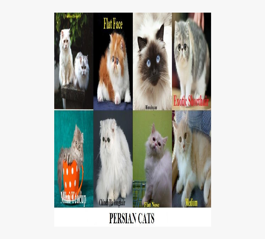 British Longhair, HD Png Download