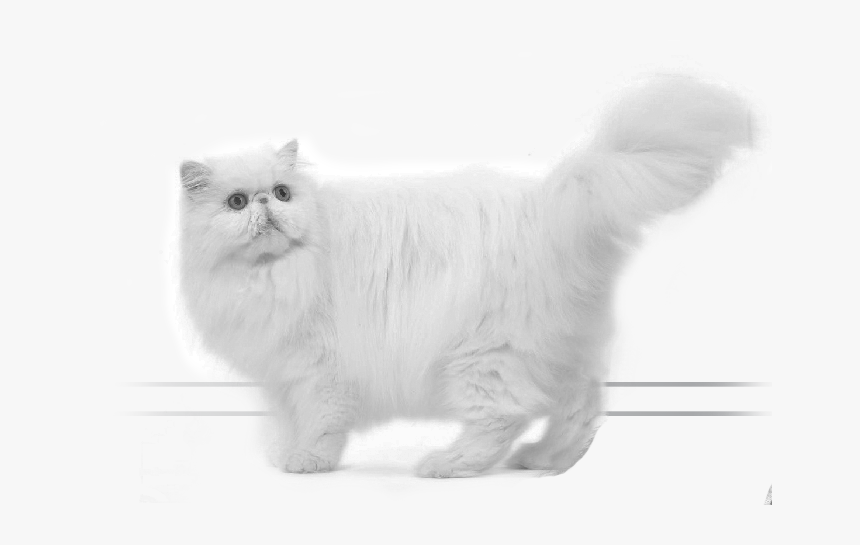 Persian - Asian, HD Png Download