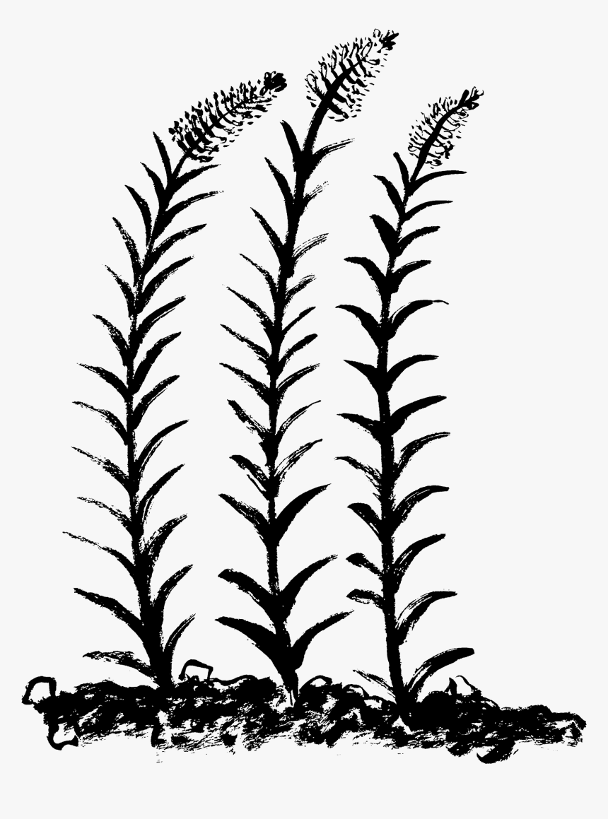 Illustration, HD Png Download