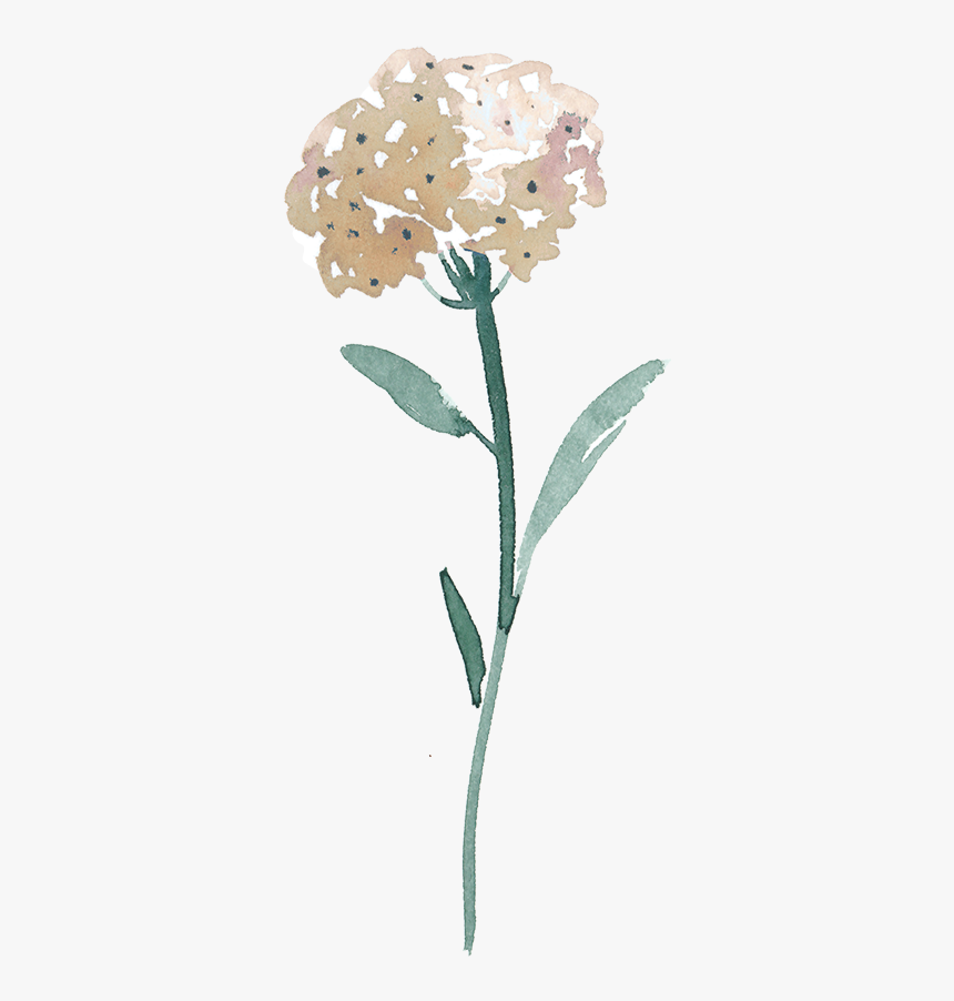 Flower3 400px - Marsh Labrador Tea, HD Png Download