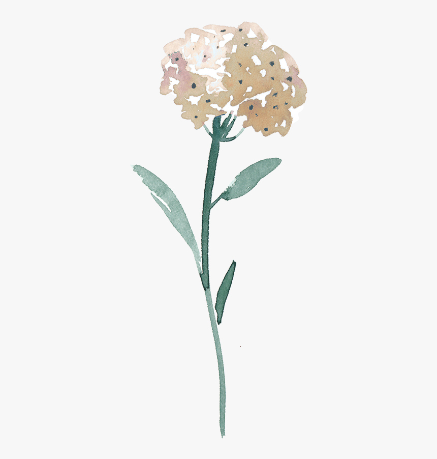 Flower3 R 400px - Erythroxylaceae, HD Png Download