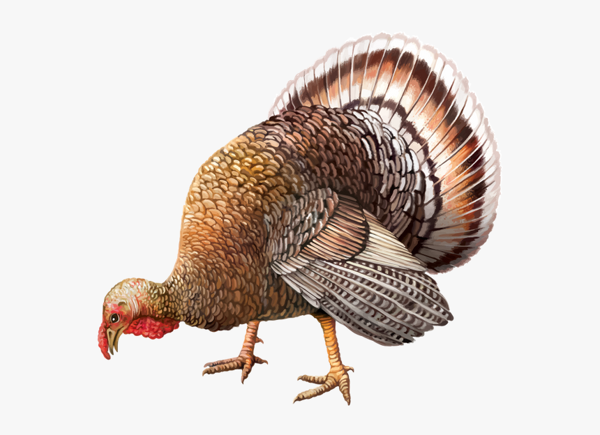 Transparent Pavo Png - Dindon Png, Png Download