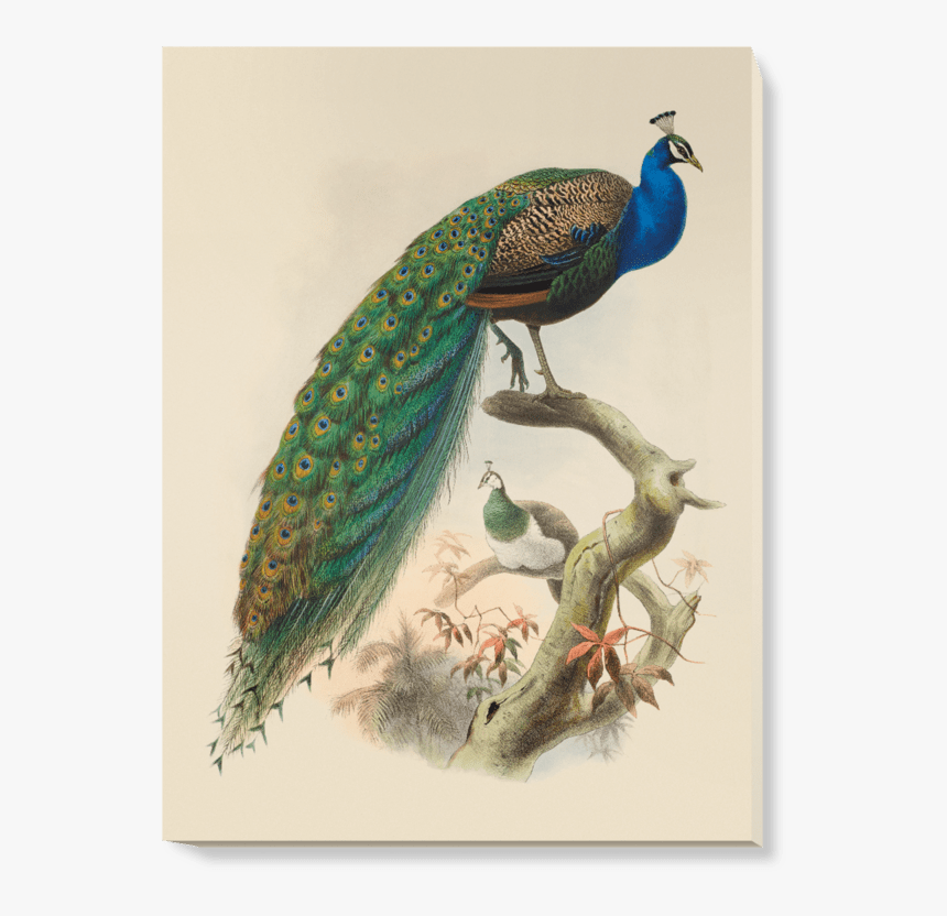 Pavo Cristatus, HD Png Download