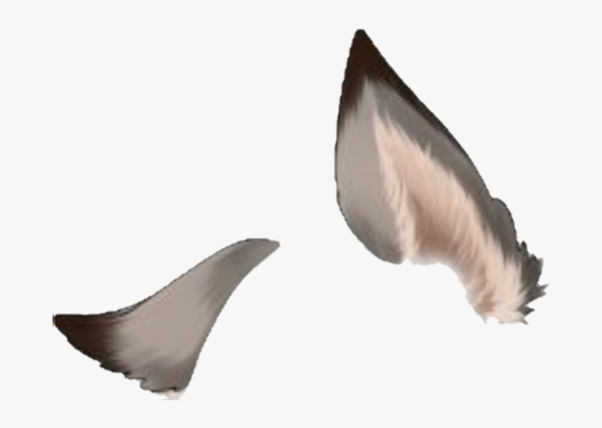 How To Draw Wolf Ears Anime All You Need Is A Pencil And Paper To Get 