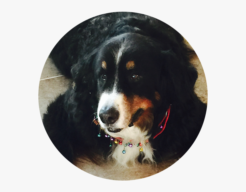 Bernese Mountain Dog, HD Png Download
