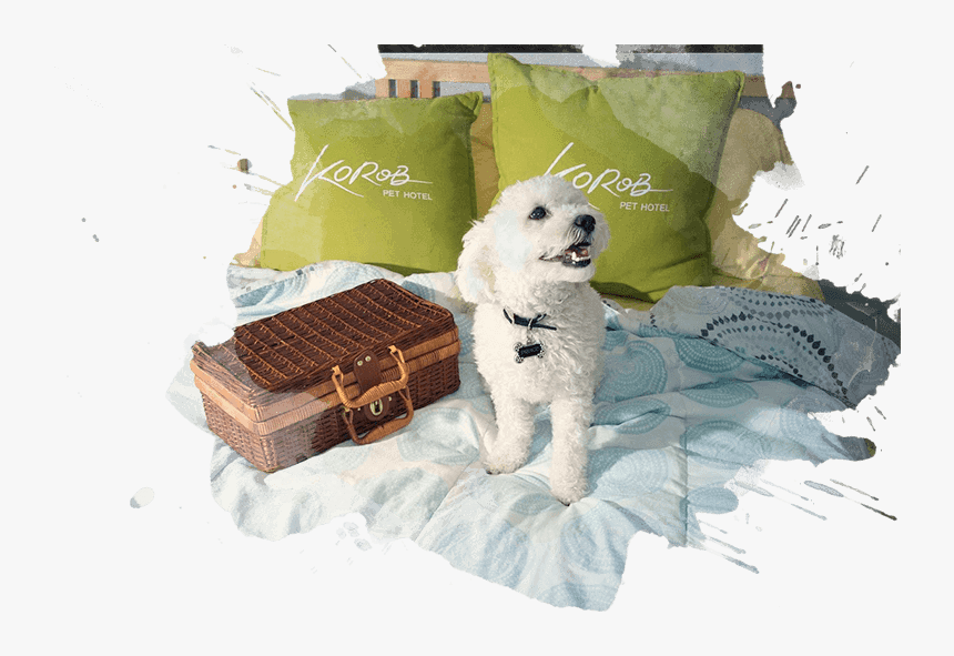 Toy Poodle, HD Png Download