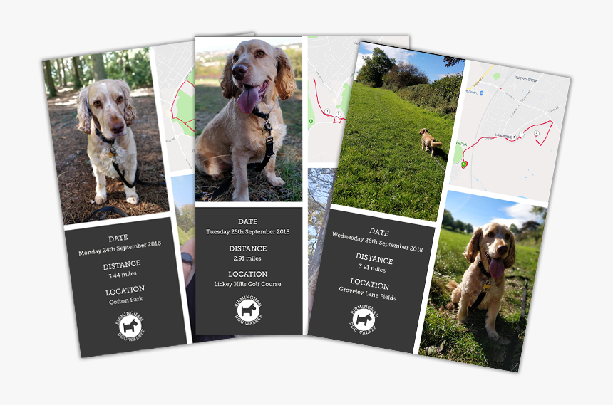 Weimaraner, HD Png Download