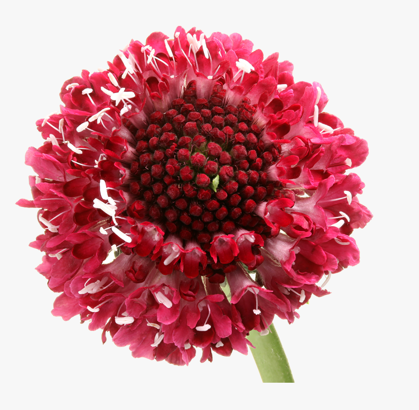Bouquet, HD Png Download