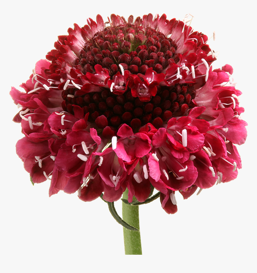 Bouquet, HD Png Download