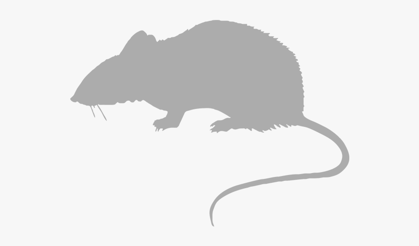 Identification Of Laboratory Animals, HD Png Download