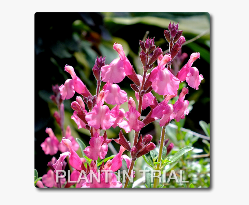 Salvia Tutti Frutti, HD Png Download