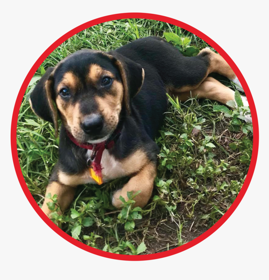 Website Puppy Graphic - Beaglier, HD Png Download