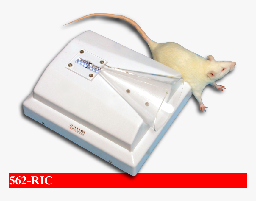 Rat, HD Png Download