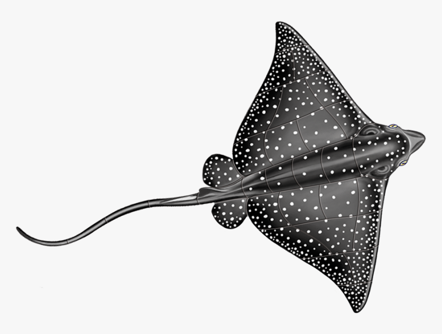 Spotted Eagle Ray Drawing, HD Png Download