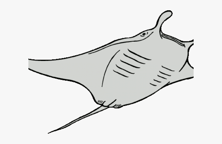 Pomegranate Clipart Black And White - Manta Ray Line Art, HD Png Download