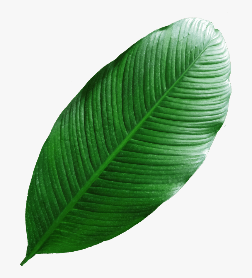Tree, HD Png Download