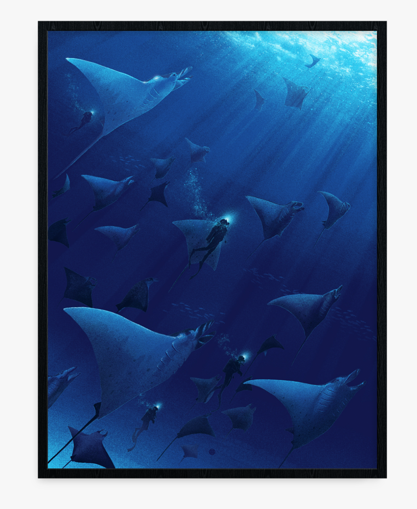 Manta Ray Png, Transparent Png