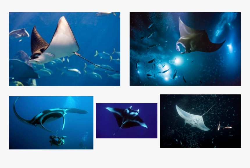 Picture - Manta Ray, HD Png Download