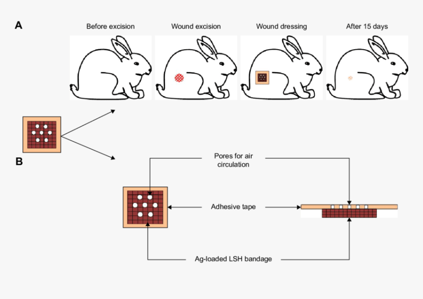 Silver Nanoparticles Wound Dressings, HD Png Download