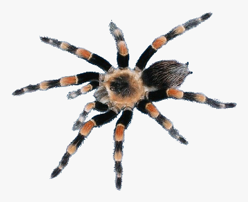 Araneus Cavaticus, HD Png Download