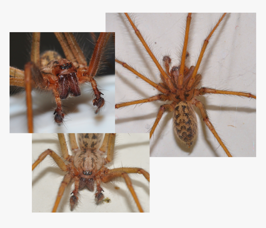 Picture - Wolf Spider, HD Png Download