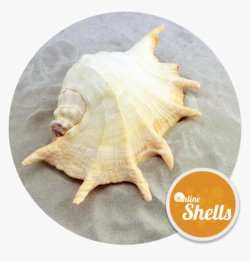 Conch, HD Png Download