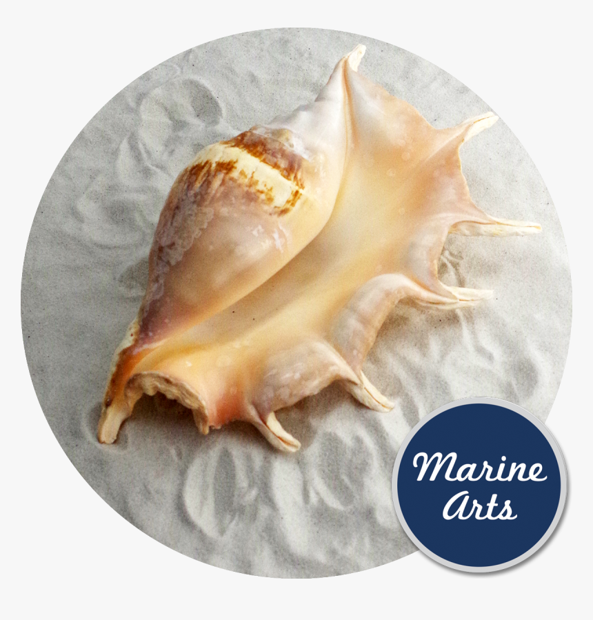 De Marchi, HD Png Download