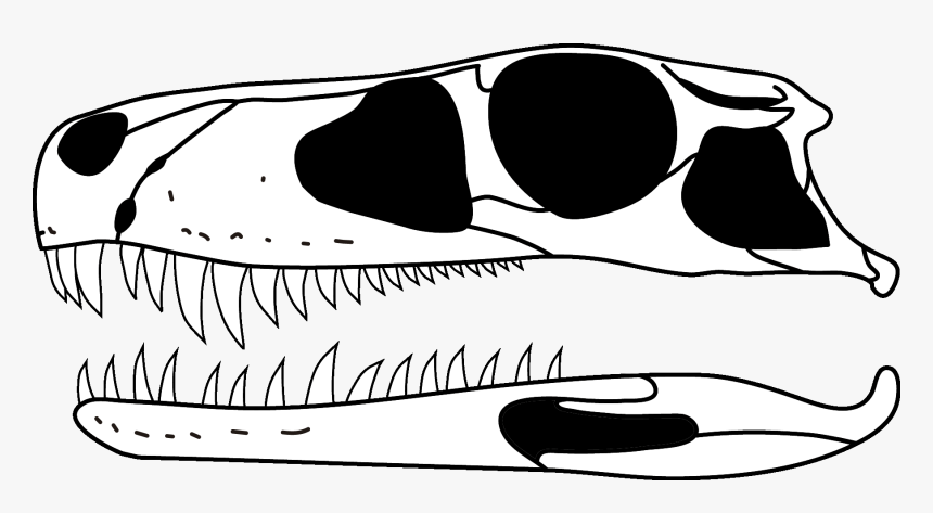Gnathovorax Skull, HD Png Download