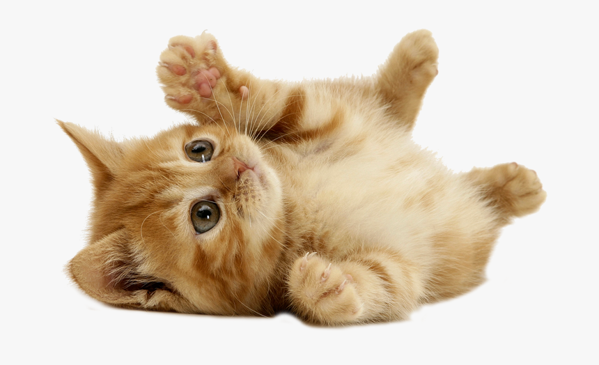 Beautiful Images Of Kittens, HD Png Download