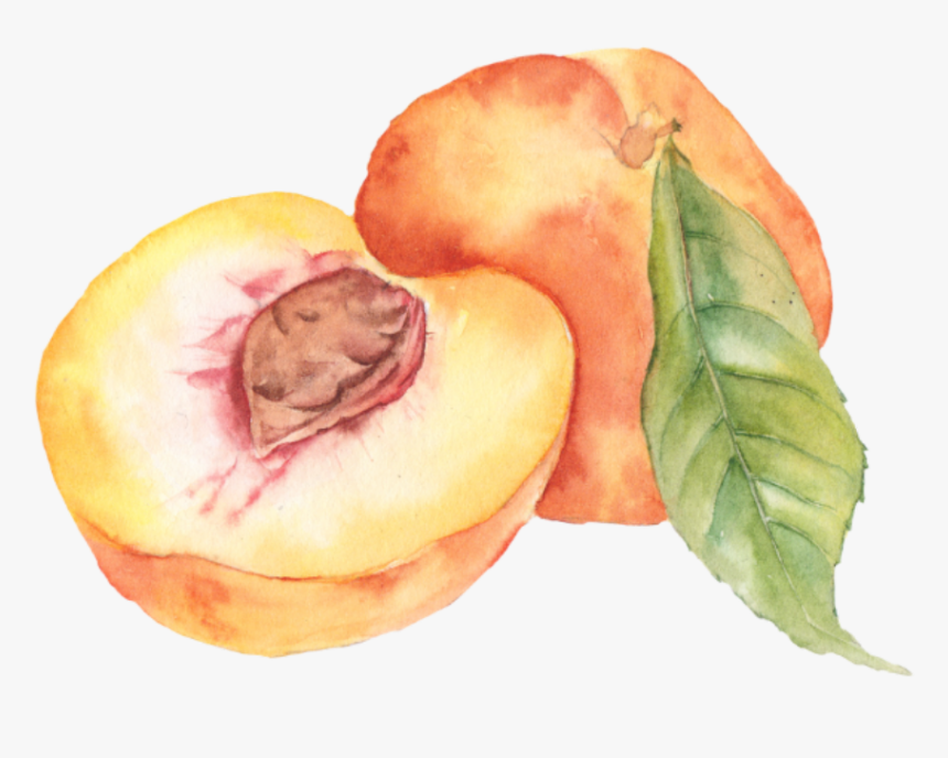 #peach #aesthetic #tumblr #soft #overlay #frame - Watercolor Peaches Clip Art, HD Png Download