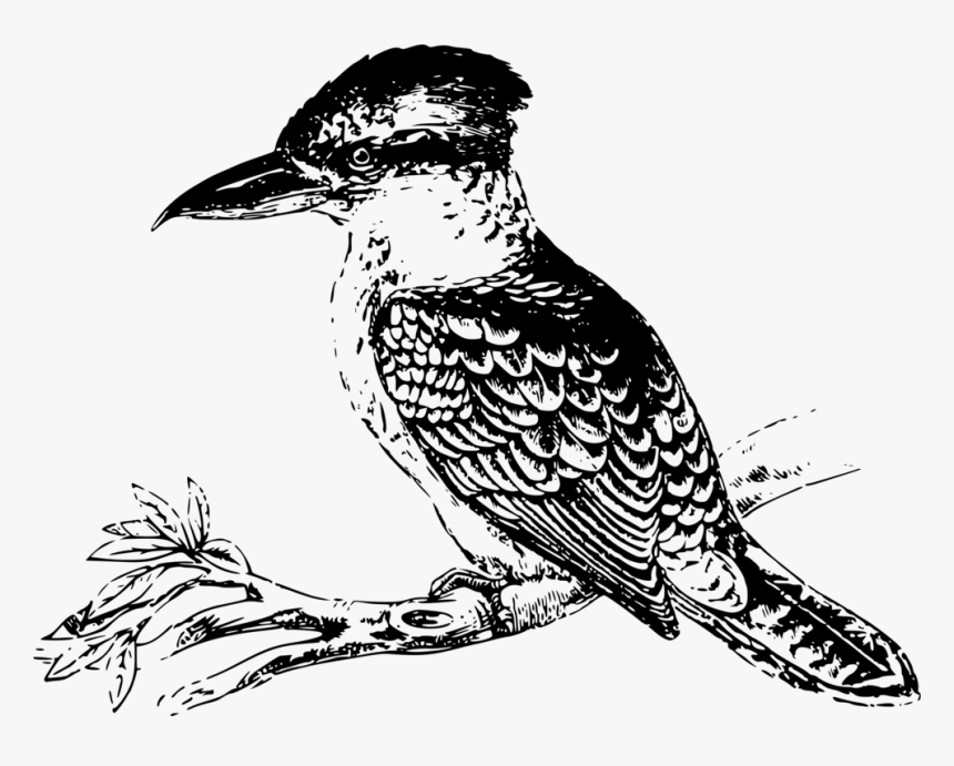 Line Art,wildlife,monochrome - Kookaburra Bird Black And White, HD Png Download