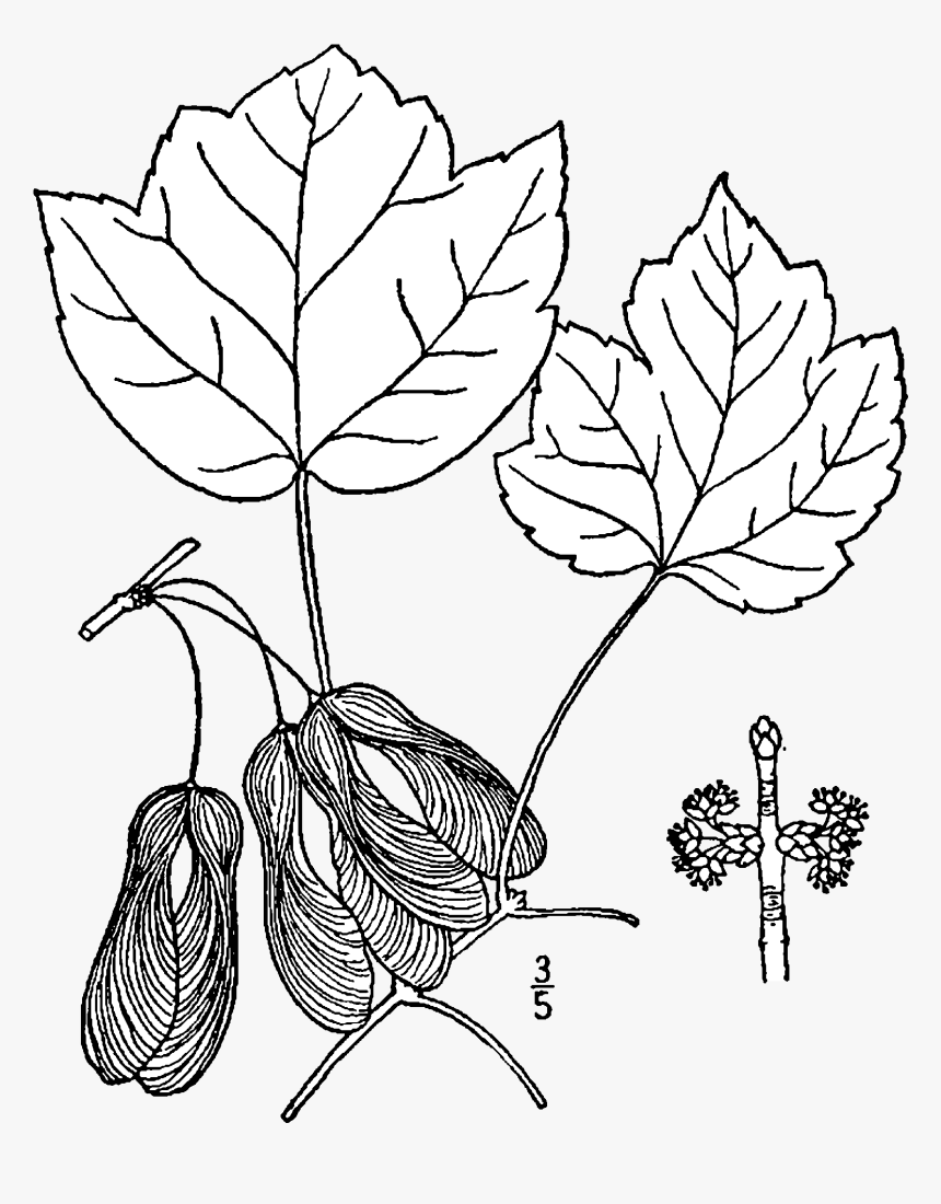 Acer Rubrum Trilobum Drawing - Acer Rubrum Botanical Drawing, HD Png Download
