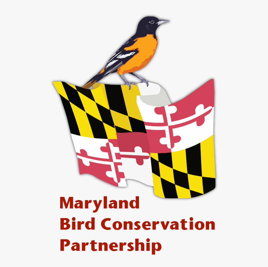 Mbcp Logo Words - Maryland State Flag, HD Png Download