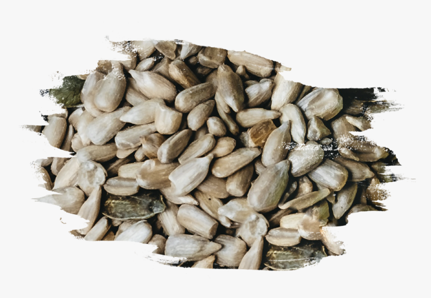 Seed, HD Png Download